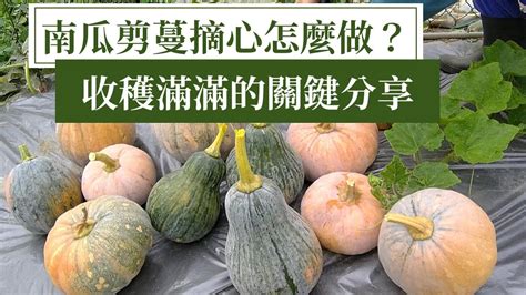 阿成南瓜摘心|南瓜剪枝剪蔓，全方位種植技巧分享 